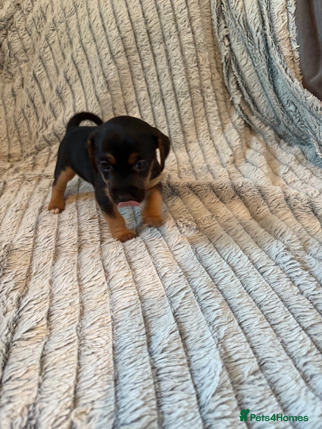 Jack Russell dogs for sale: Jack Russell puppies for sale - Advert 16