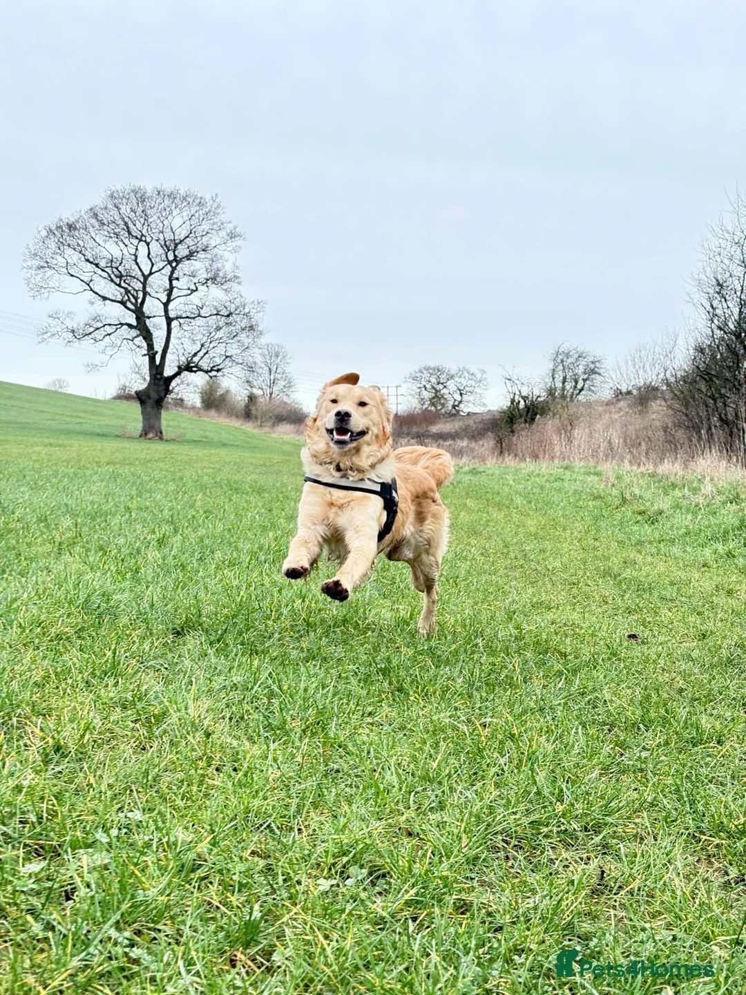 Golden Retriever dogs for stud: Handsome Golden boy for stud  in Frome - Advert 2