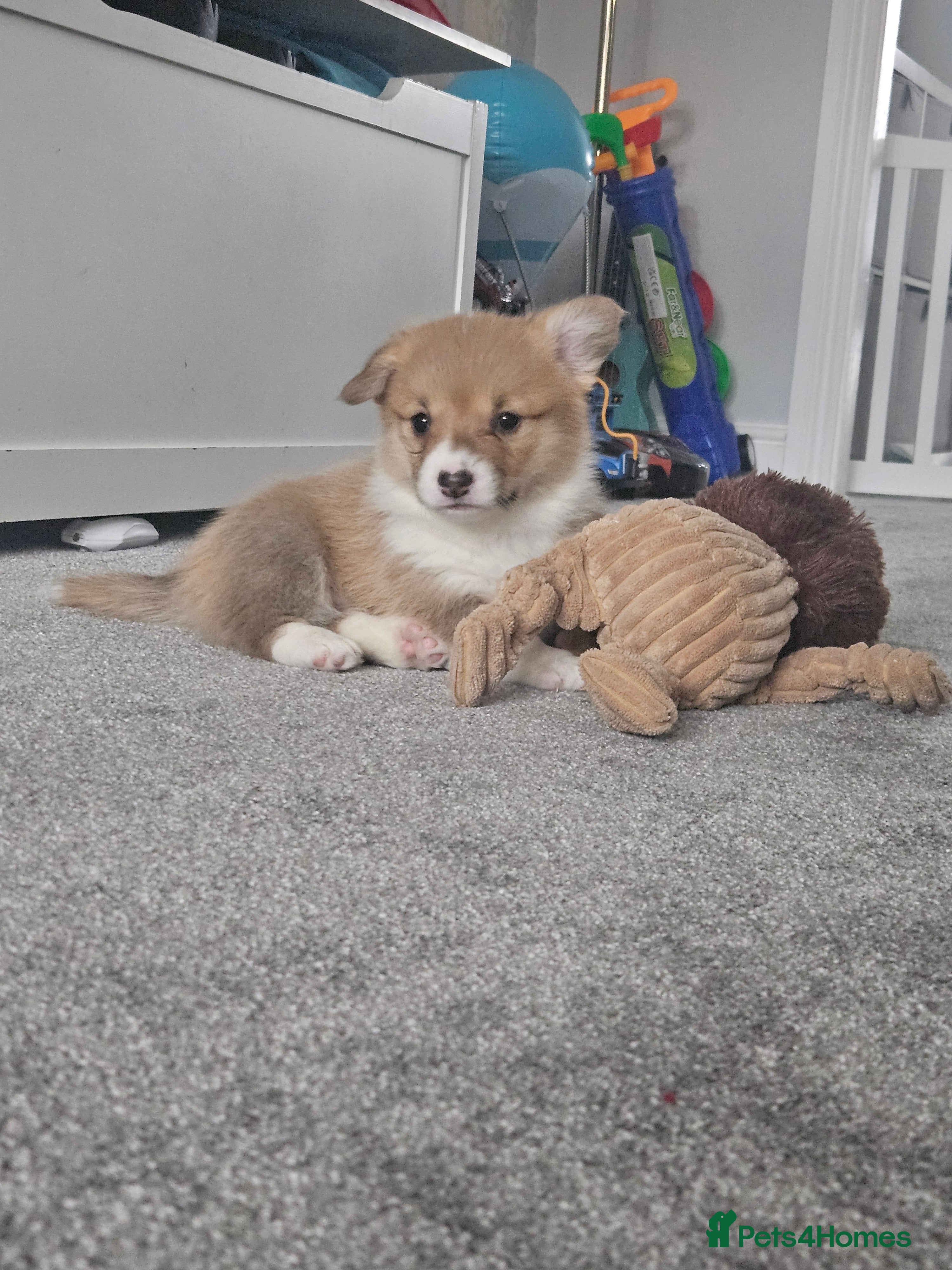 Welsh Corgi Pembroke dogs welsh Pembroke puppies  - Advert 3