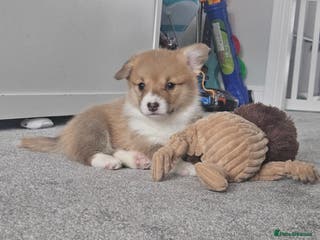 Welsh Corgi Pembroke dogs welsh Pembroke puppies - Advert 4