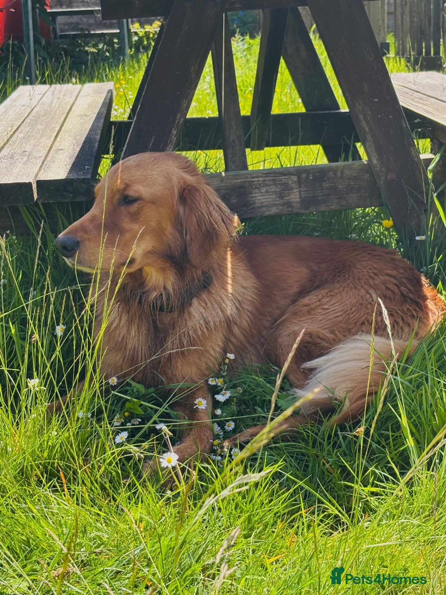 Golden Retriever dogs Beautiful Fox Red Retriever Stud - Advert 5