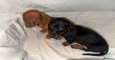 Dachshund dogs - Advert 8