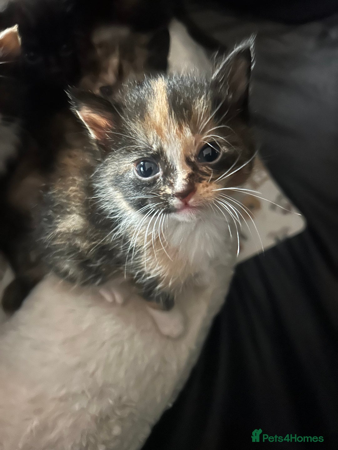 Mixed Breed cats for sale: Kittens mixed breed  - Image 5