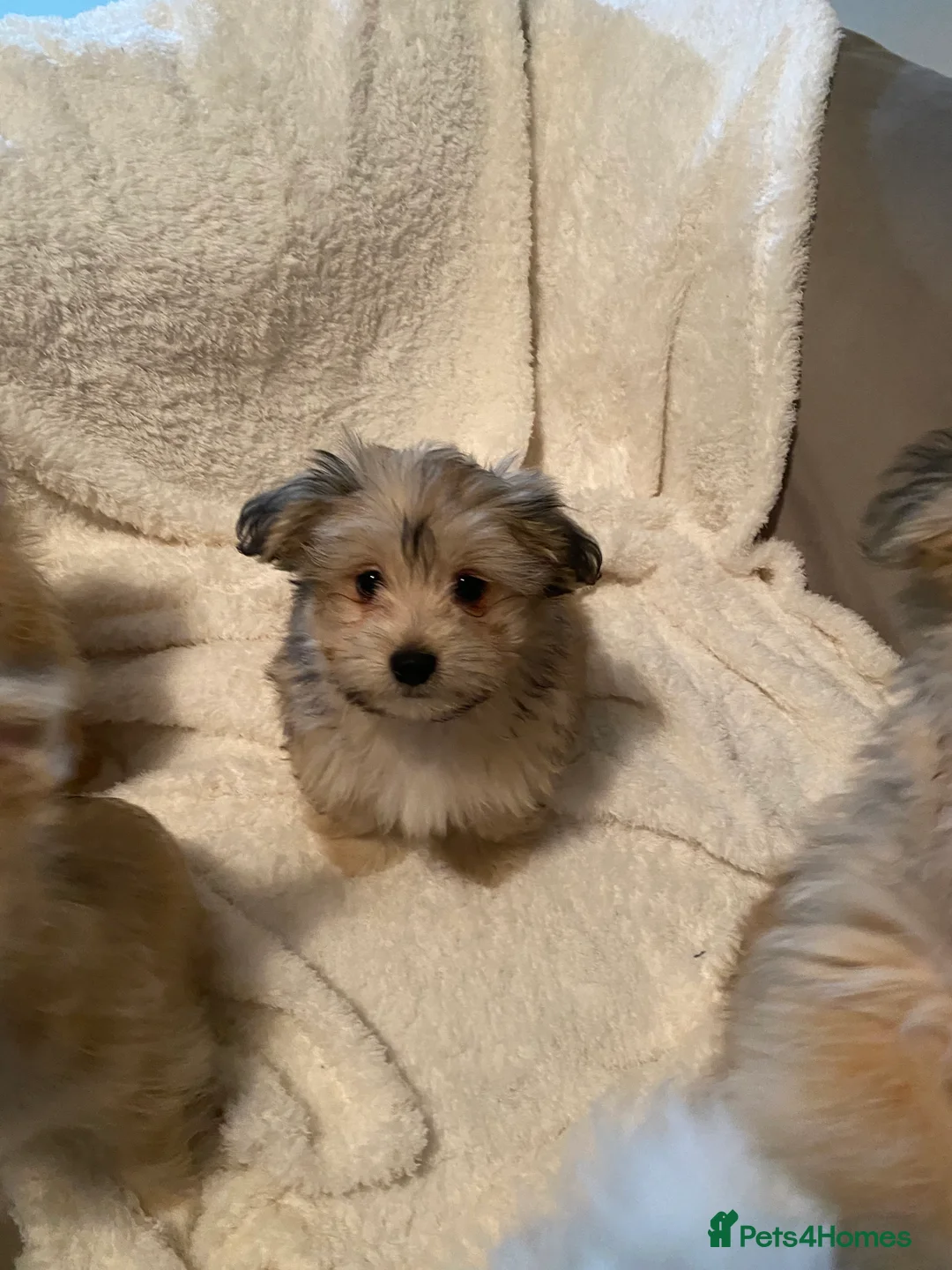 Mixed Breed dogs for sale: Ready to go! Unique mix - Maltese x JackChi Pups - Advert 14