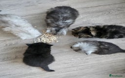 Persian cats for sale: Persian kittens for sale - Image 7