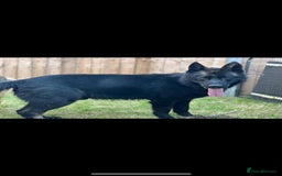 German Shepherd dogs for stud: Gorgeous German Shepherd For Stud in Kidderminster - Image 17