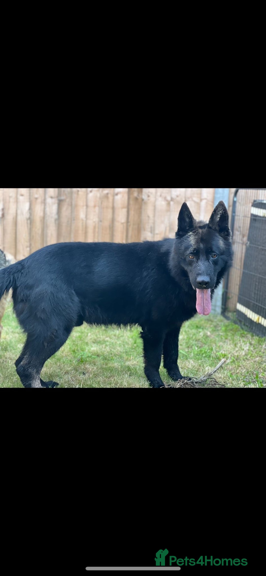 German Shepherd dogs for stud: Gorgeous German Shepherd For Stud in Kidderminster - Image 17