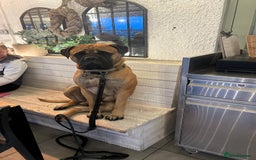Bullmastiff dogs for stud: 🦴 Now for Stud – Finn Shelby of the Garrison 🦴 - Image 4