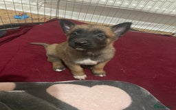 Belgian Shepherd Dog dogs for sale: Belgian Malinois - Image 3