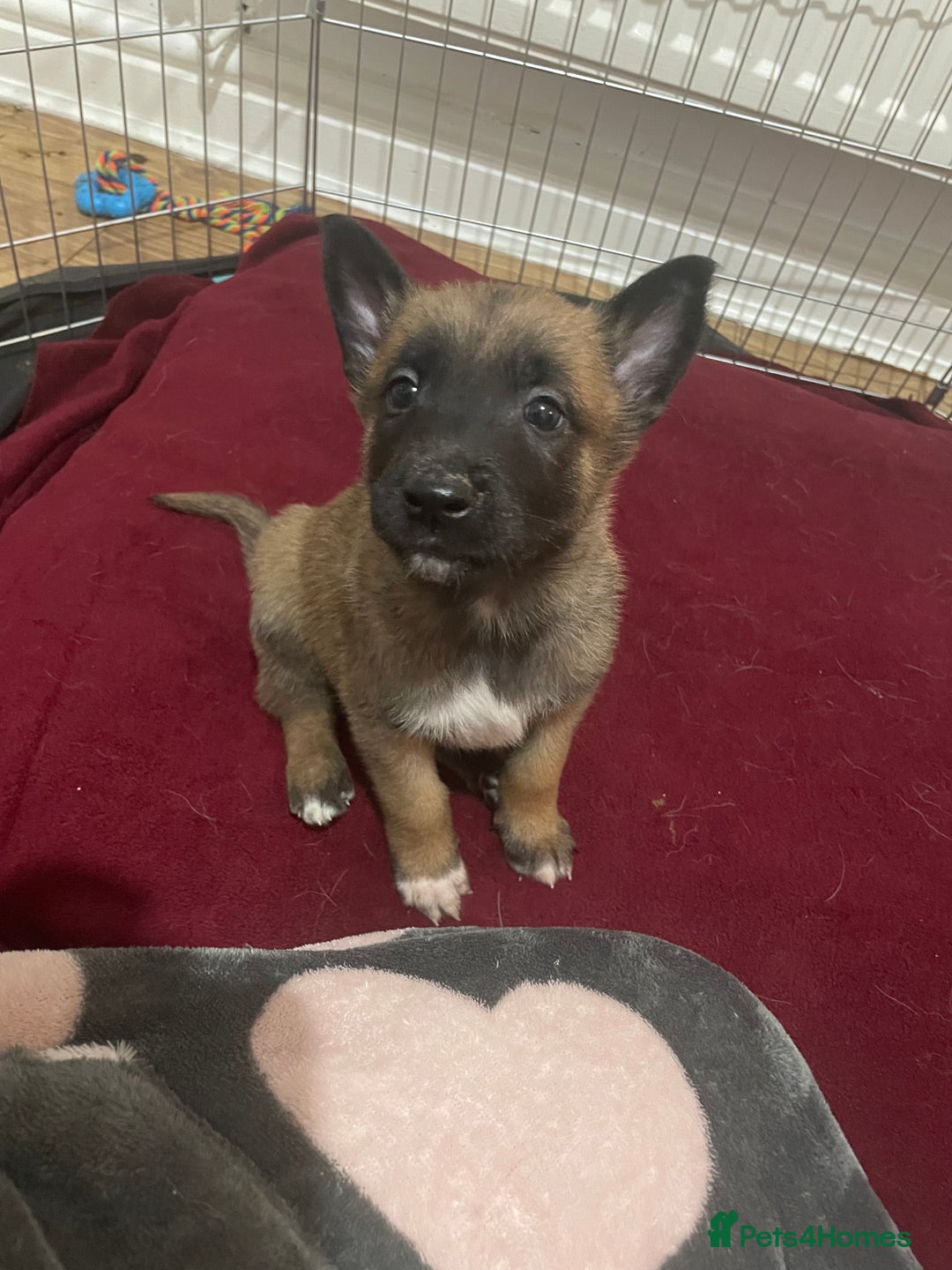 Belgian Shepherd Dog dogs for sale: Belgian Malinois - Image 3
