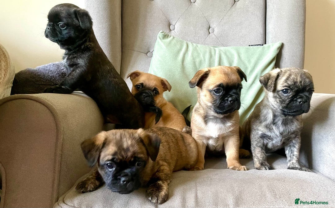 Pug Poodle Mix Yorkie Pug Mix Puppies Pug Puppies For Sale Under