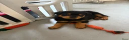 Rottweiler dogs for sale: Rottweiler puppies - Advert 12