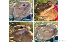French Lop rabbits for sale: Two female lops (mother & daughter)  - Image 2