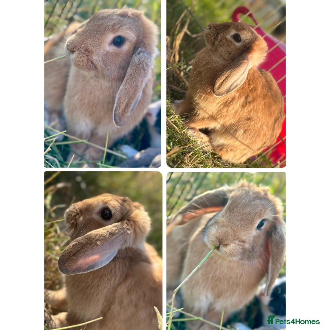 French Lop rabbits for sale: Two female lops (mother & daughter)  - Image 2