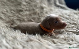 Dachshund dogs for sale: Beautiful mini dachshund babies  - Image 21