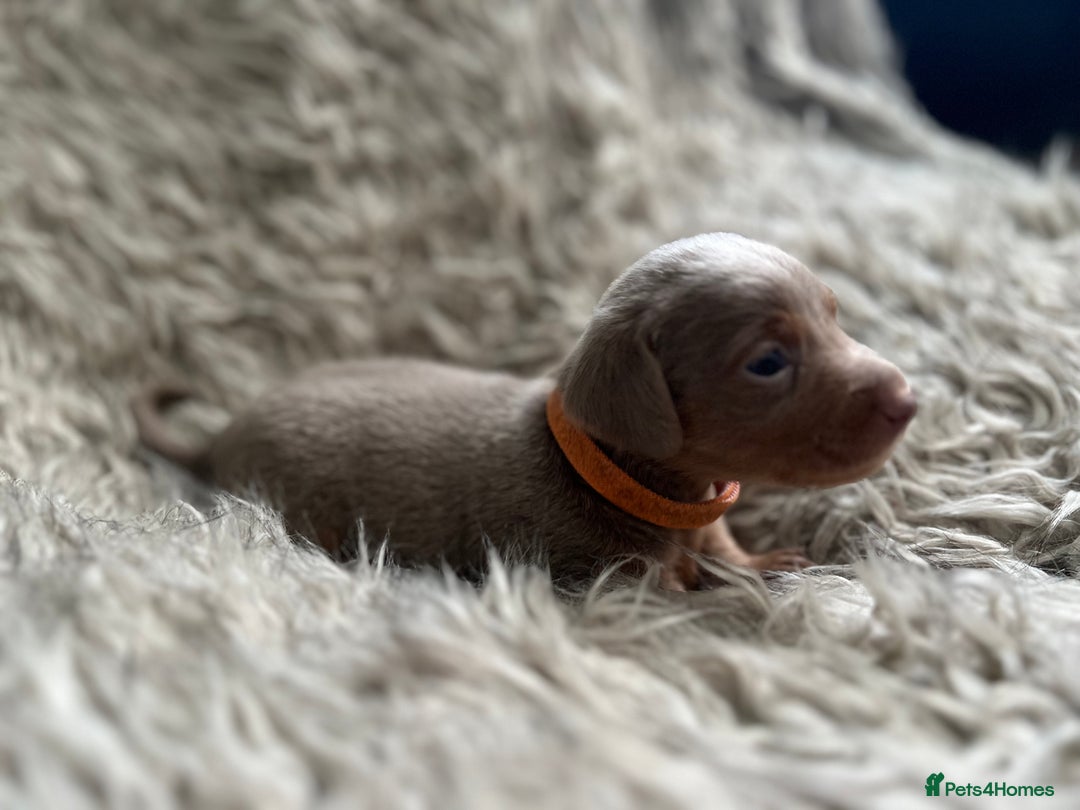 Dachshund dogs for sale: Beautiful mini dachshund babies  - Image 21