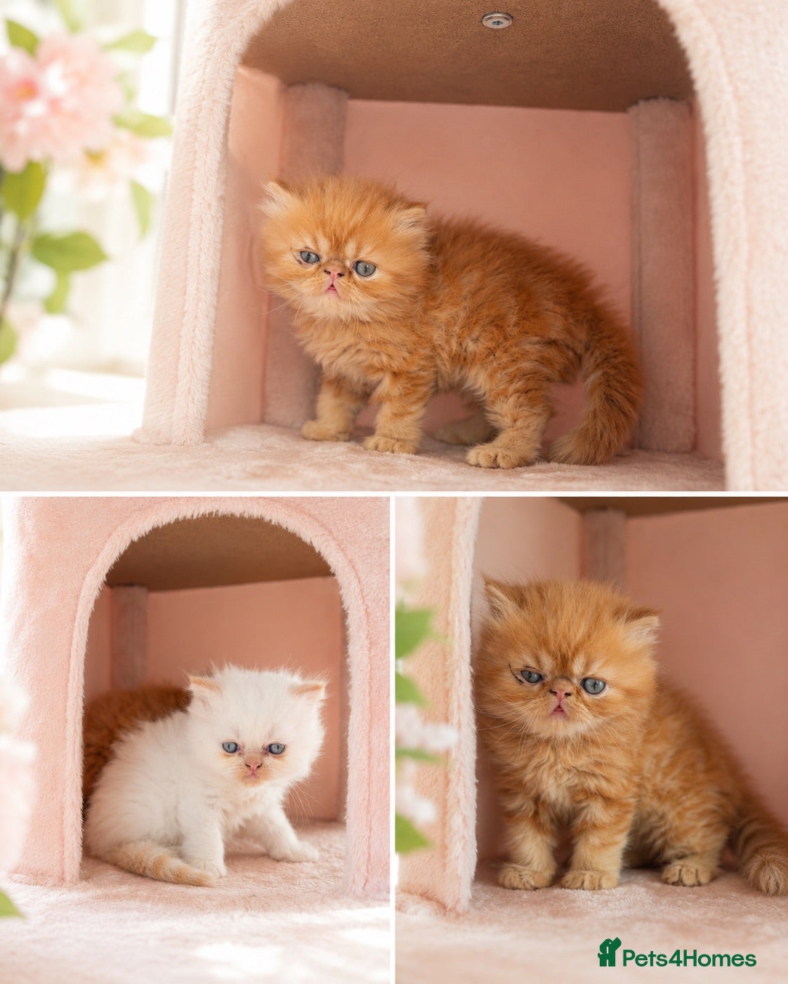 Persian cats Rare Persian Kittens - White & Rare Ginger Female - Advert 3