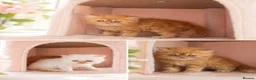 Persian cats for sale: Rare Persian Kittens - White & Rare Ginger Female in London - Advert 1