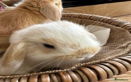 Mini Lion Lop rabbits for sale: Pure bred mini lop bunnies in Uckfield - Image 22