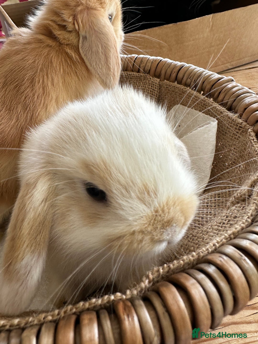 Mini Lion Lop rabbits for sale: Pure bred mini lop bunnies in Uckfield - Image 22