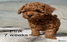Toy Poodle dogs for sale: Asian Toy Poodle Puppies  - Image 13