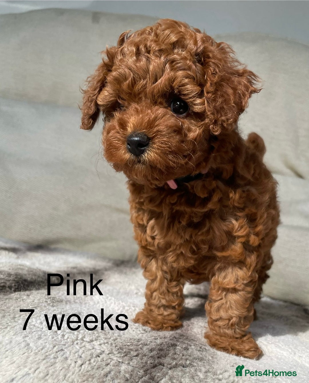 Toy Poodle dogs for sale: Asian Toy Poodle Puppies  - Image 13