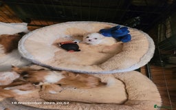 Lhasa Apso dogs for sale: Lhasa Apso puppies  - Advert 1