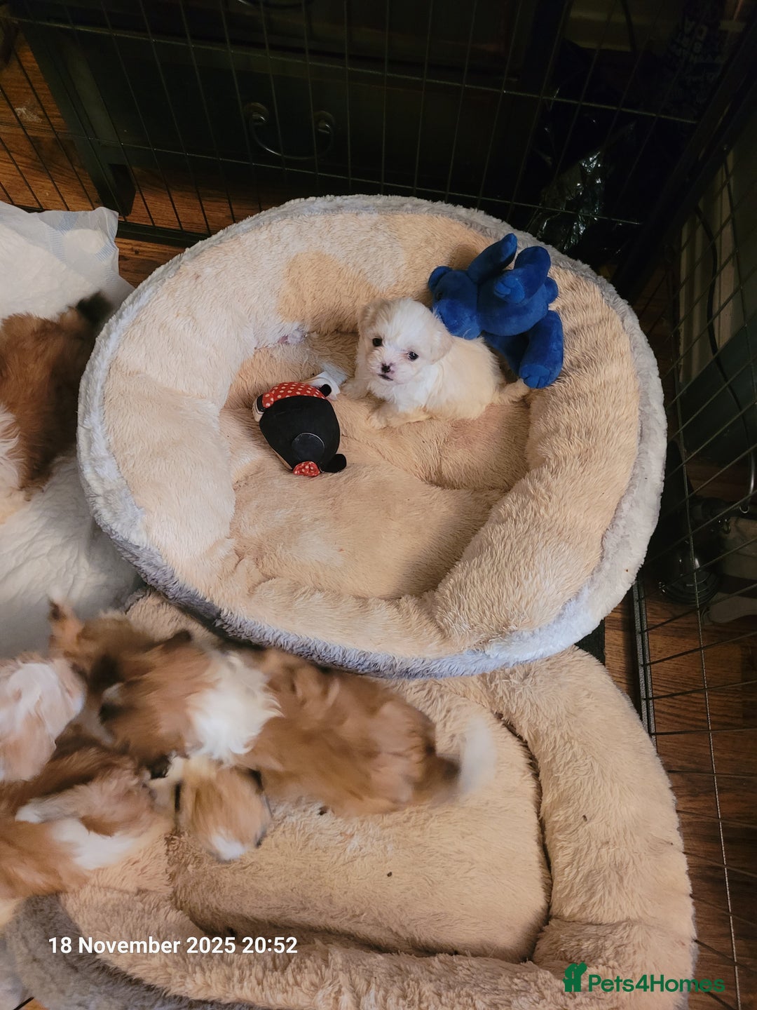 Lhasa Apso dogs for sale: Lhasa Apso puppies  - Advert 1