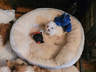 Lhasa Apso dogs Lhasa Apso puppies - Advert 6