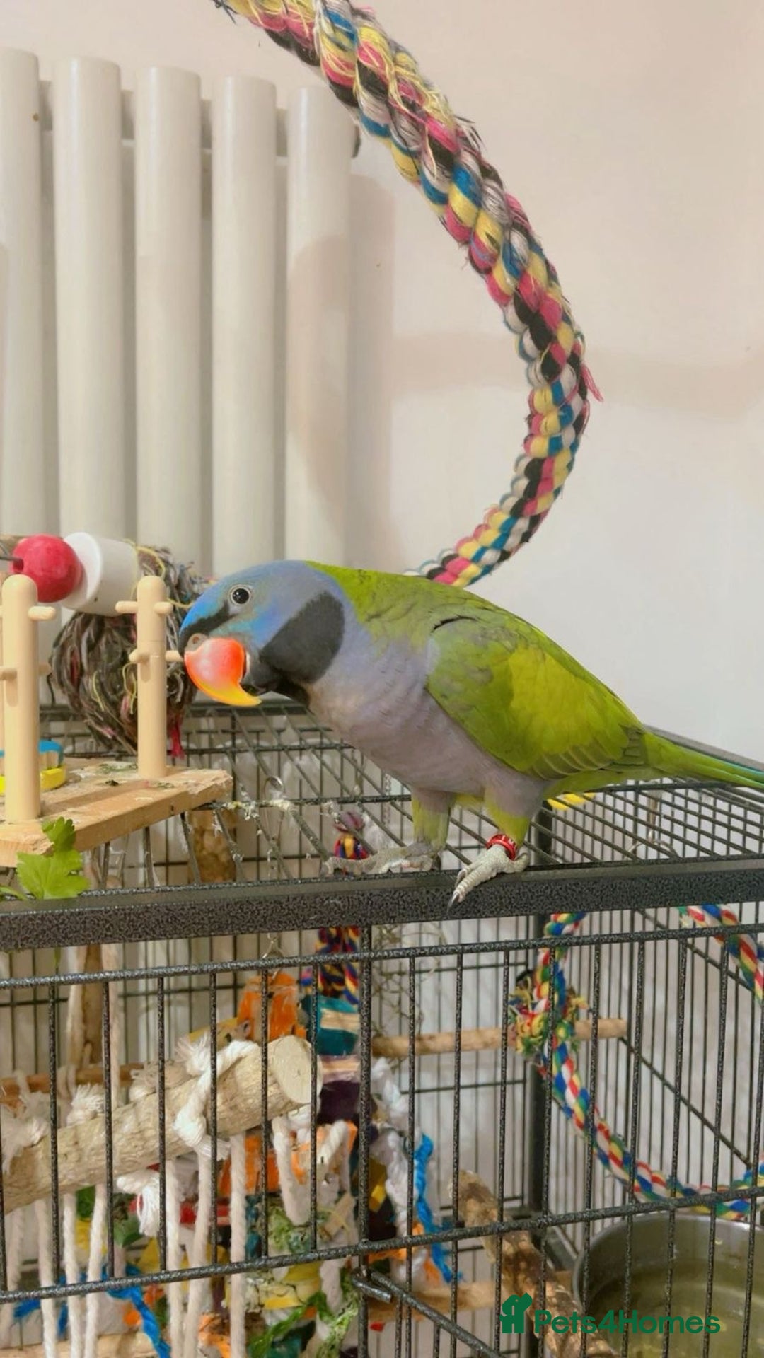 Parrots birds for sale: Male Derbyan  - Advert 2