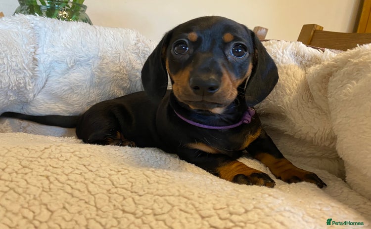 Miniature Dachshund dogs - Advert 10