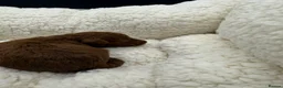 Toy Poodle dogs for sale: Asian Toy Poodle 🐩  - Advert 12