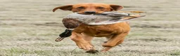 Labrador Retriever dogs for sale: KC, fully health tested fox red Labrador pups  - Advert 3