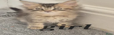 Maine Coon Kitten 6
