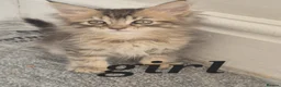 Maine Coon cats for sale: Maine Coon Kittens ready for there forever homes  - Advert 36