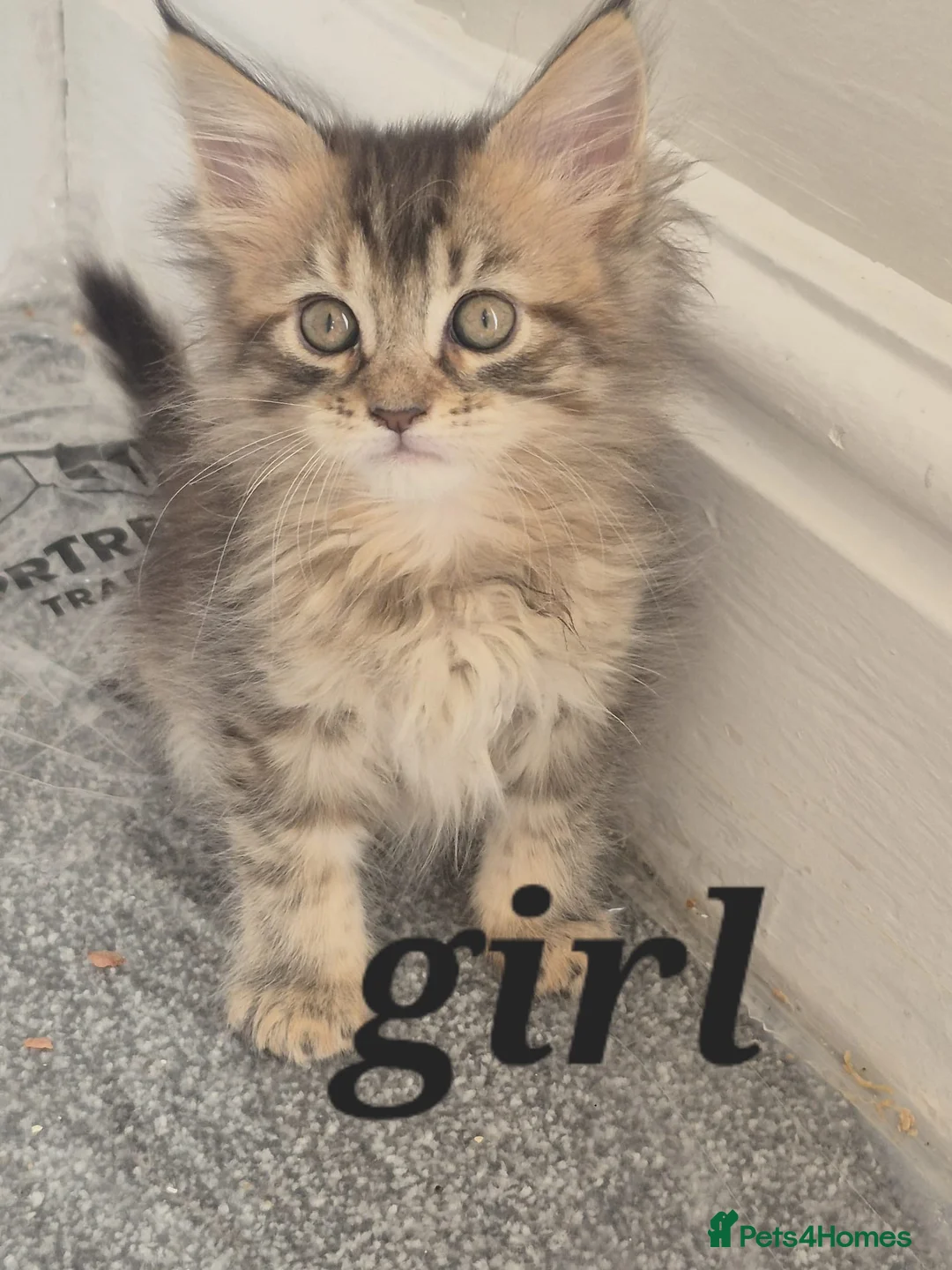 Maine Coon cats for sale: Maine Coon Kittens only two left  - Advert 36