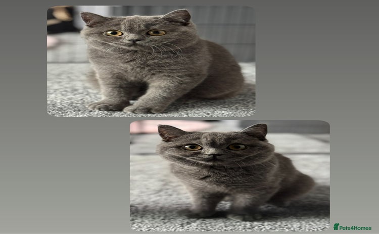 British Shorthair cats - Advert 14