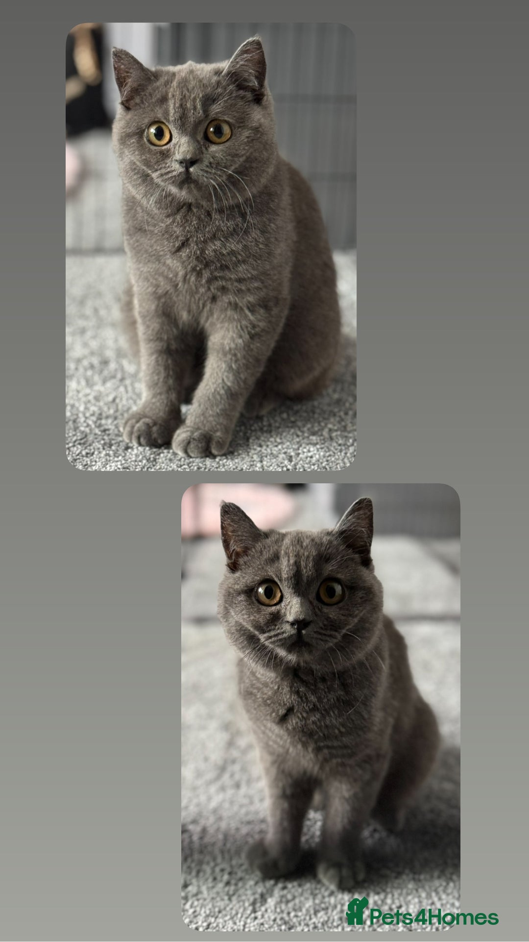 British Shorthair cats for sale: British shorthair kittens  - Image 1