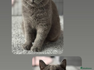 British Shorthair cats - Advert 23