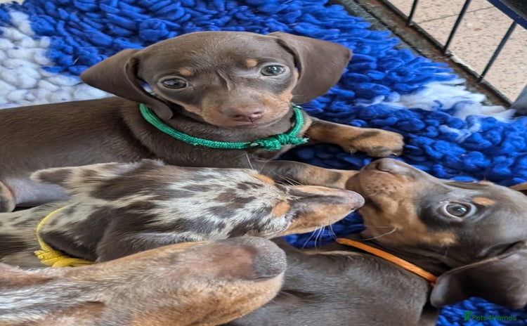 Miniature Dachshund dogs - Advert 1