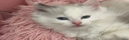 Ragdoll cats for sale: Ragdoll kittens  - Advert 2