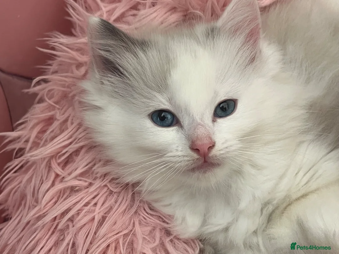 Ragdoll cats for sale: Ragdoll kittens  - Advert 2