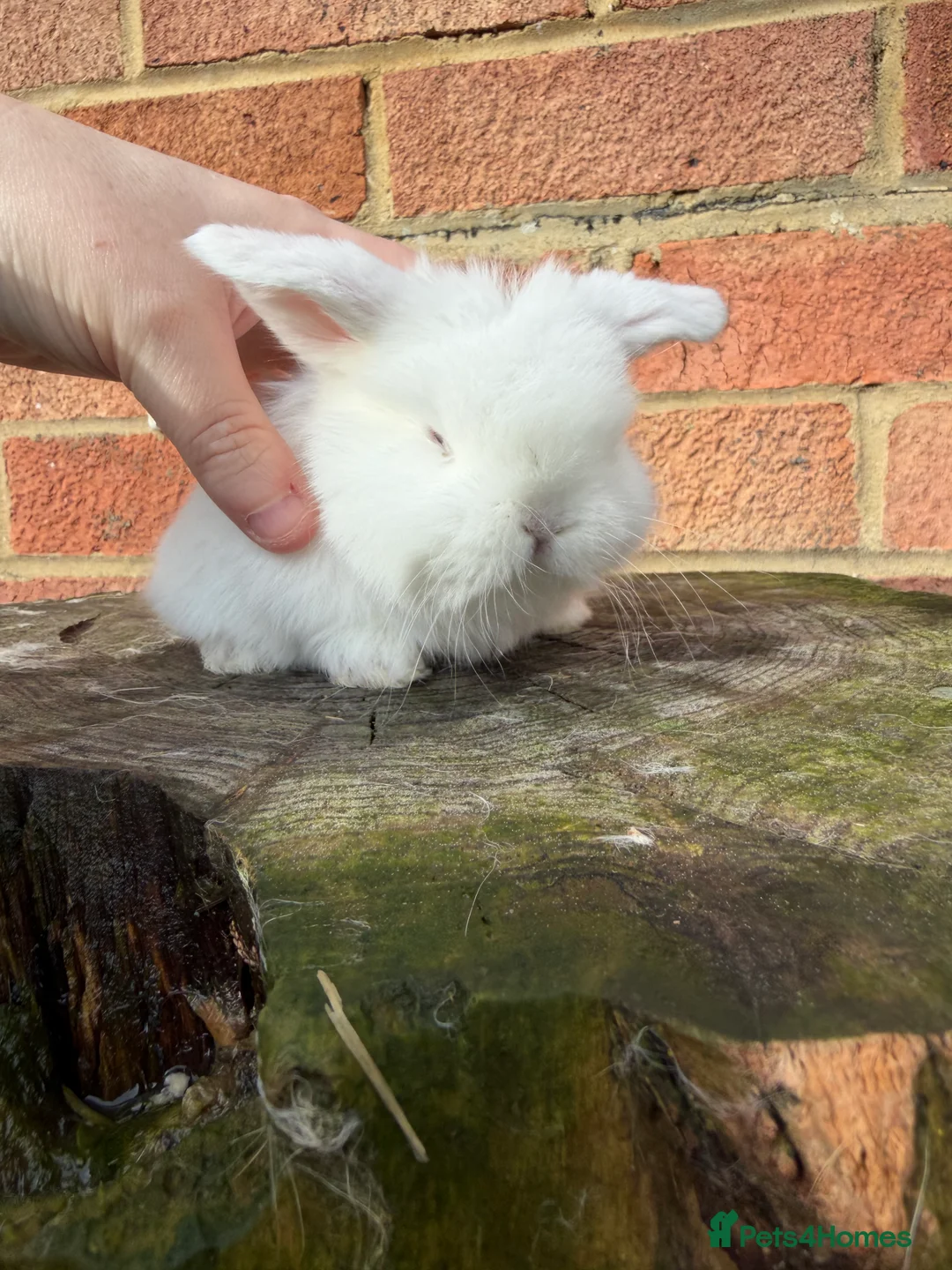 Mini Lop rabbits for sale: Mini Lops available - Advert 16