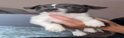 Chihuahua dogs for sale: Beautiful tiny chihuahua’s - Advert 13