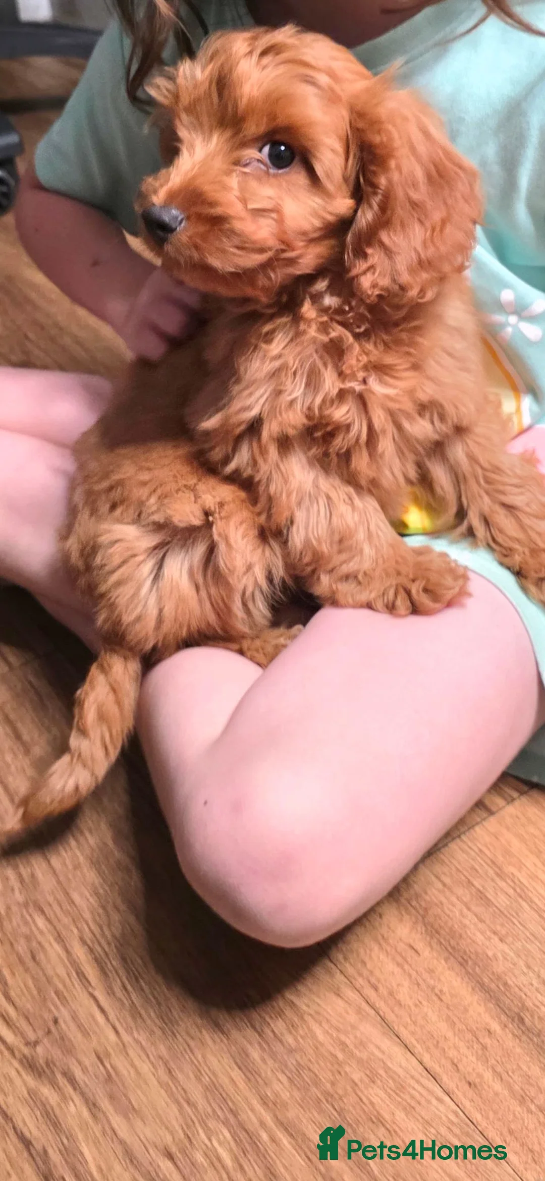 Cockapoo dogs for sale: Beautiful cockerpoo girly in Birmingham - Advert 2