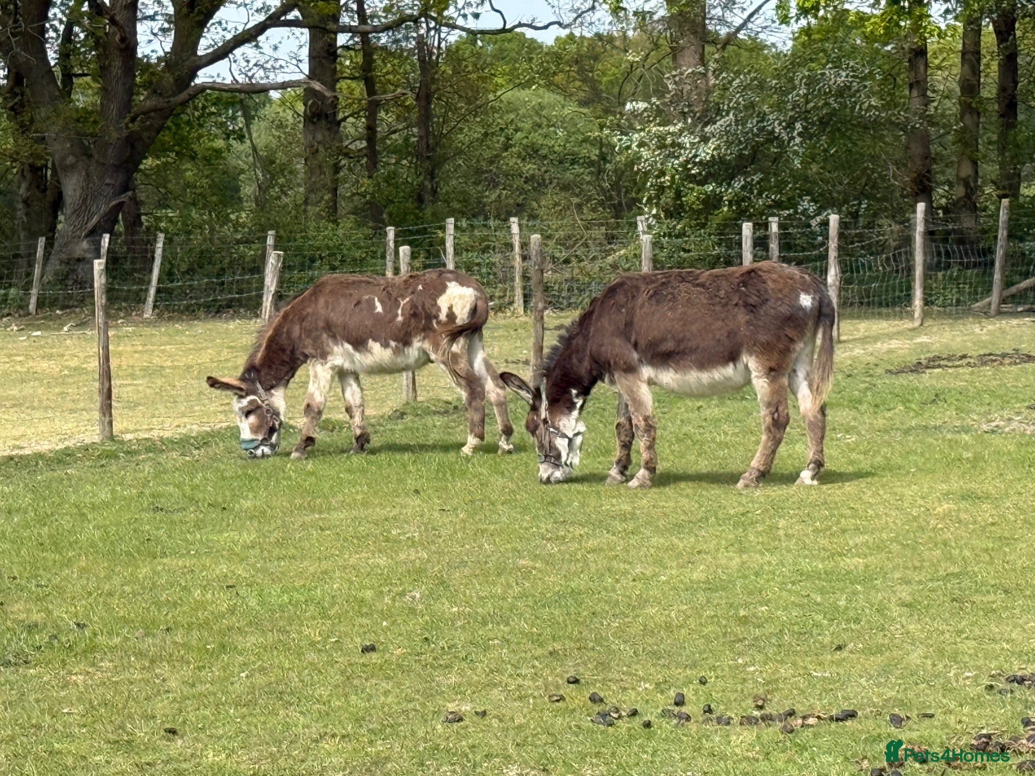 Donkey livestock Ben and Jerry, bonded gelding donkeys - Advert 7