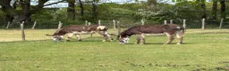 Donkey livestock for sale: Ben and Jerry, bonded gelding donkeys - Advert 1