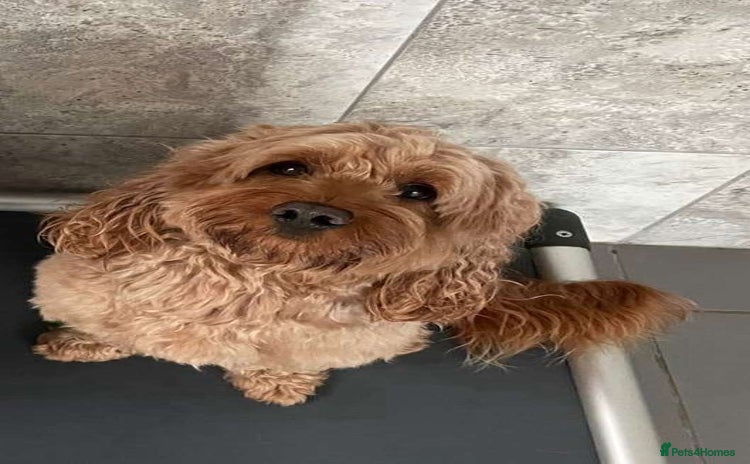 Cockapoo dogs - Advert 13