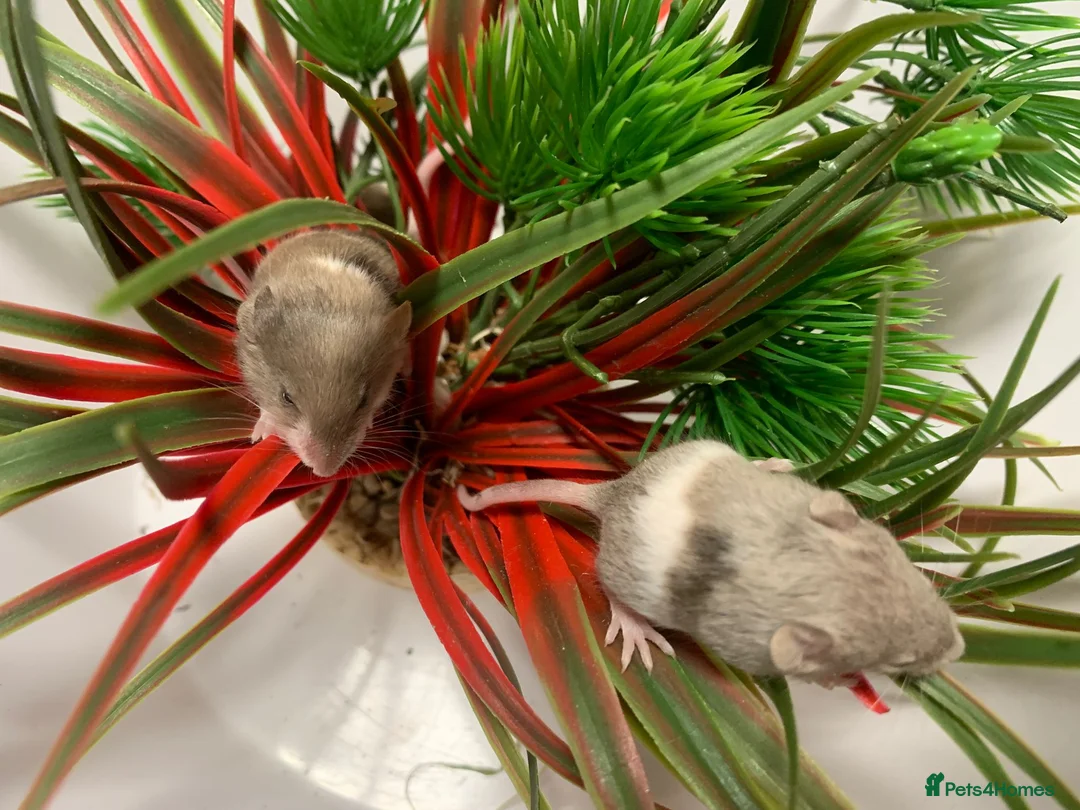 Mouse rodents for sale: Friendly fancy mice - Advert 21