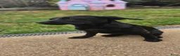 Labrador Retriever dogs for sale: 1 STUNNING BLACK KC BOY - Advert 3